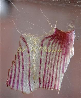  Leaf sheath opened  and flattened